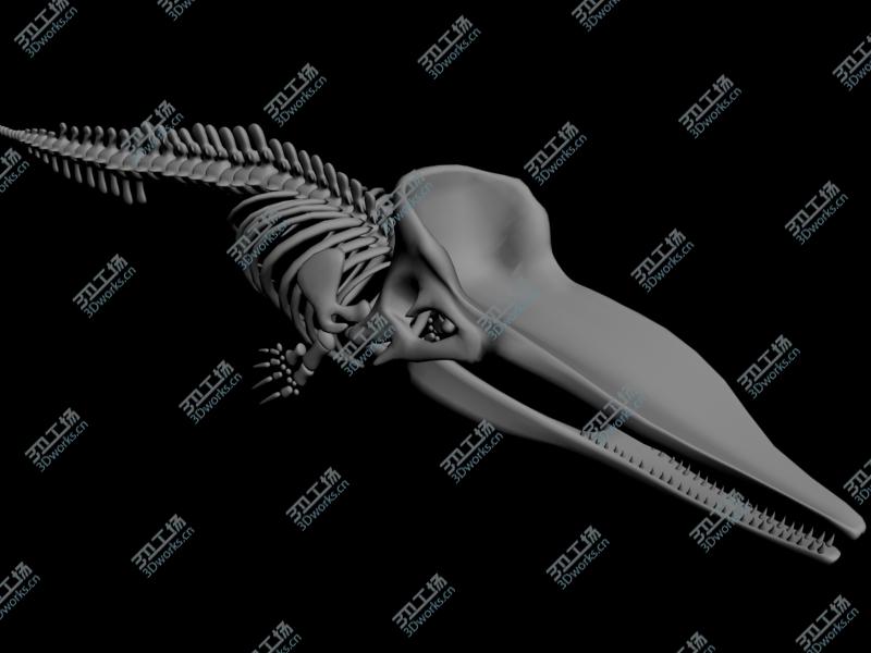 images/goods_img/202105071/Sperm whale skeleton/4.jpg